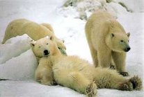  * Isbj&oslash;rn som later seg