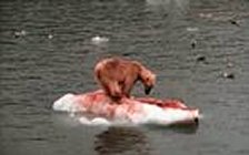 * Sel regnes som hovedf&oslash;de for isbj&oslash;rn